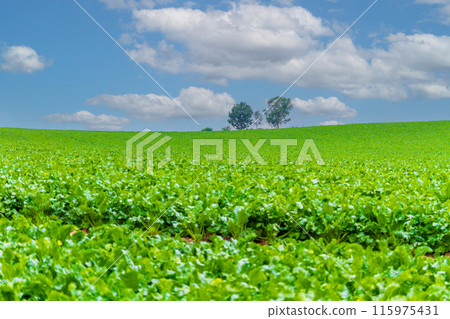 "Hokkaido" Summer blue sky and parent and child trees, Biei "Hokkaido" Summer blue sky and parent and child trees, Biei 115975431