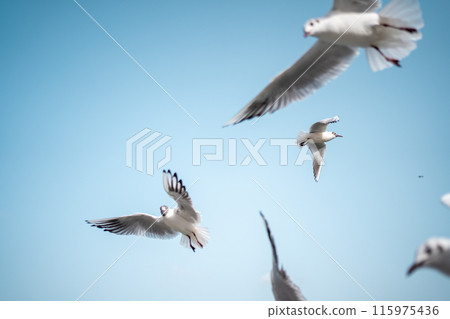 Group of seagull seabirds with wings and feathers Group of seagull seabirds with wings and feathers 115975436