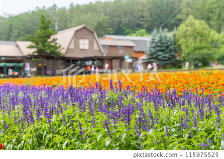 [Hokkaido] Beautiful flower fields at Farm Tomita, Furano 115975525