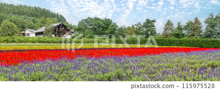 [Hokkaido] Beautiful flower fields at Farm Tomita, Furano 115975528