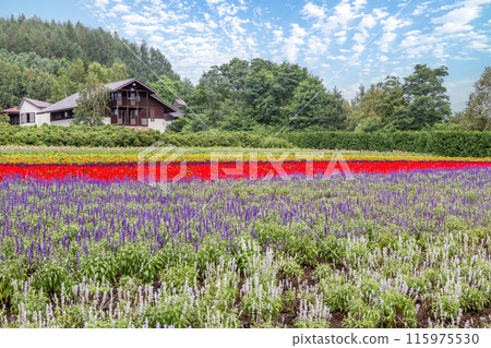 [北海道] 富田富良野農場美麗的花園風景 115975530