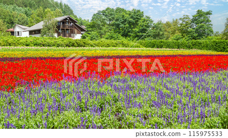 [北海道] 富田富良野農場美麗的花園風景 115975533