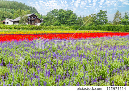 [北海道] 富田富良野農場美麗的花園風景 115975534