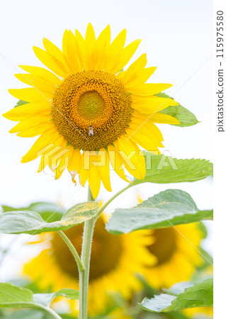 "Hokkaido" Biei sunflower fields landscape Biei 115975580