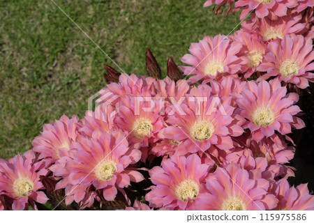 Flowers of a short-haired round cactus that I have been growing in my home for 65 years 115975586
