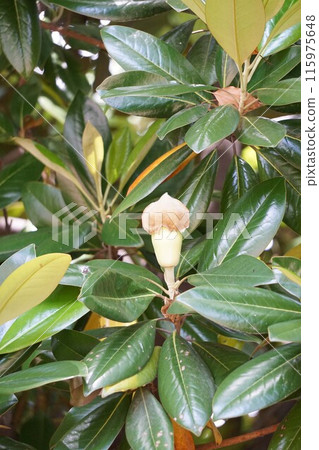 Magnolia grandiflora buds, June 2023 115975648