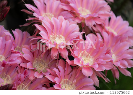 Flowers of a short-haired round cactus that I have been growing in my home for 65 years 115975662