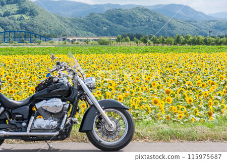 「北海道」自行車與美瑛向日葵田風光 「北海道」自行車與美瑛向日葵田風光 115975687