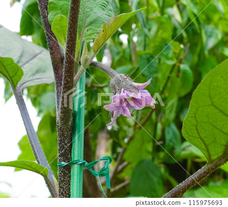 Normal flower 115975693