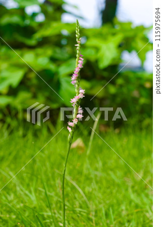 Spiranthes sinensis Spiranthes sinensis 115975694