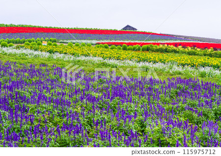"Hokkaido" Kanno Farm Flower Field Scenery, Furano 115975712