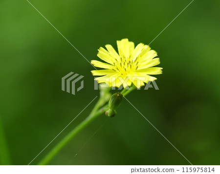 Yellow flower Yellow flower 115975814