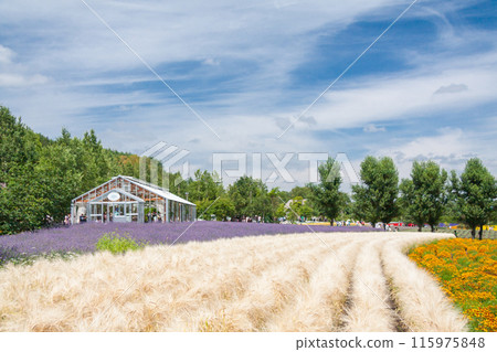 [Hokkaido] Beautiful flower fields at Farm Tomita, Furano 115975848