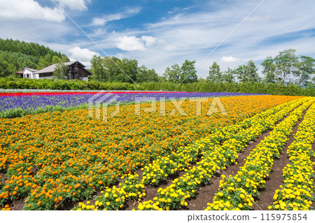 [Hokkaido] Beautiful flower fields at Farm Tomita, Furano 115975854