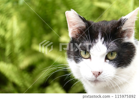 A handsome brown-and-white cat 115975892