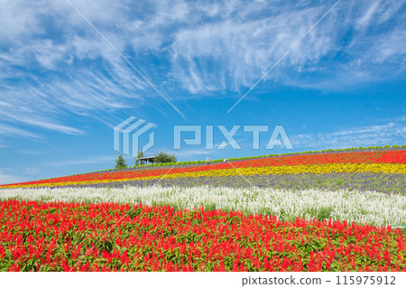 "Hokkaido" Kanno Farm Flower Field Scenery, Furano "Hokkaido" Kanno Farm Flower Field Scenery, Furano 115975912