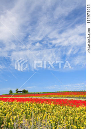"Hokkaido" Kanno Farm Flower Field Scenery, Furano "Hokkaido" Kanno Farm Flower Field Scenery, Furano 115975913