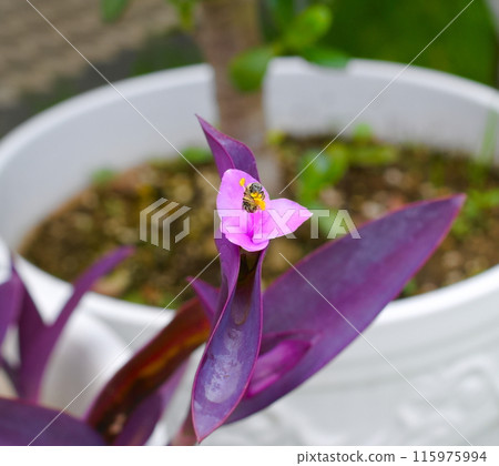 Bees collecting pollen Bees collecting pollen 115975994