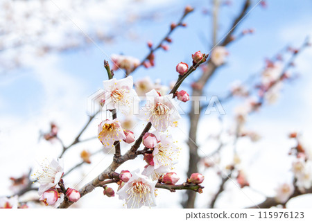 藍天映襯下閃耀的沙布里李子 115976123