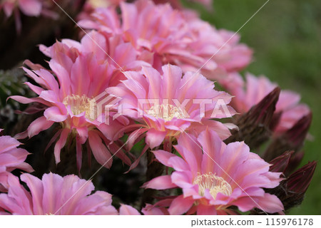 Flowers of a short-haired round cactus that I have been growing in my home for 65 years Flowers of a short-haired round cactus that I have been growing in my home for 65 years 115976178