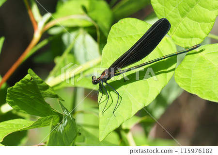 Hagorotorbo (male) Hagorotorbo (male) 115976182