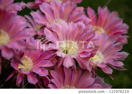 Flowers of a short-haired round cactus that I have been growing in my home for 65 years Flowers of a short-haired round cactus that I have been growing in my home for 65 years 115976219