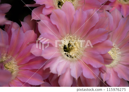 Flowers of a short-haired round cactus that I have been growing in my home for 65 years 115976275