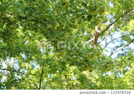 有翼楓果，2023㋆ 115976336