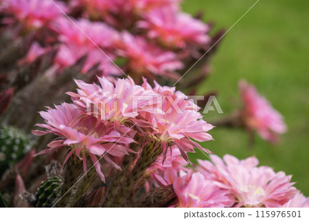 Flowers of a short-haired round cactus that I have been growing in my home for 65 years Flowers of a short-haired round cactus that I have been growing in my home for 65 years 115976501