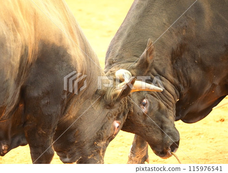 Uruma City Bullfighting Uruma City Bullfighting 115976541