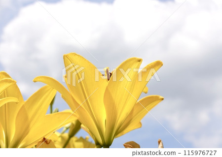 莉莉黃 莉莉黃 115976727