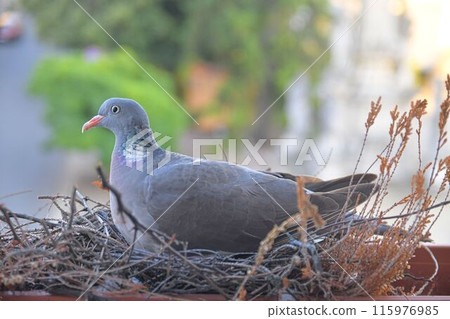 A dove sits on eggs. A pair of pigeons have made a nest in a flower box on a windowsill. The concept of bird life in the city. A dove sits on eggs. A pair of pigeons have made a nest in a flower box on a windowsill. The concept of bird life in the city. 115976985