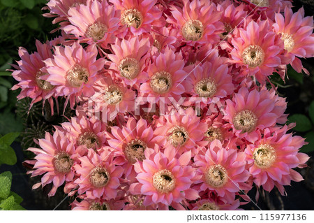Flowers of a short-haired round cactus that I have been growing in my home for 65 years 115977136