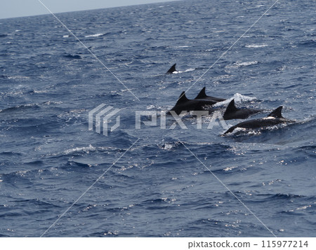 Wrinkled dolphin 115977214