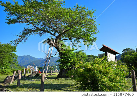 Aimata's upside-down cherry blossoms, Lake Akaya, Sarugakyo, the season of fresh greenery 115977460