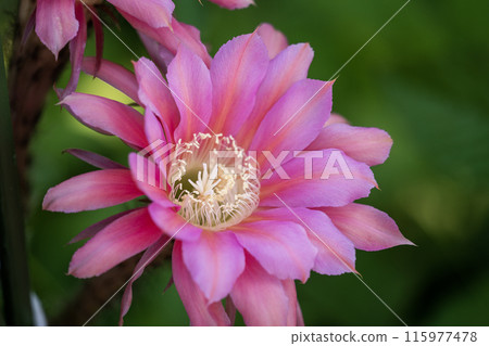 Flowers of a short-haired round cactus that I have been growing in my home for 65 years 115977478