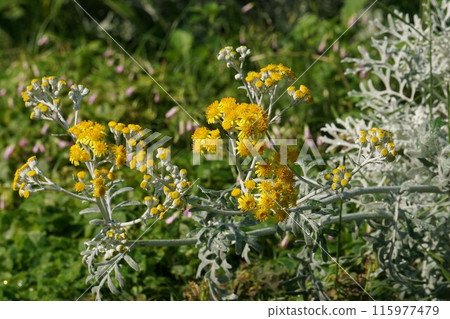 White daisy flower, June 2024 115977479