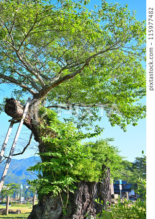 Aimata's upside-down cherry blossoms, Lake Akaya, Sarugakyo, the season of fresh greenery 115977482
