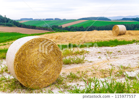 "Hokkaido" Biei Hills, Wheat Fields and Hay Rolls 115977557
