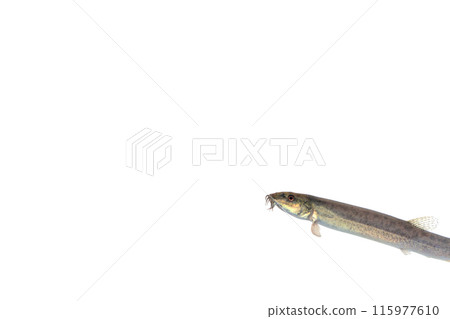 Loach is a popular ingredient in cooking Loach is a popular ingredient in cooking 115977610