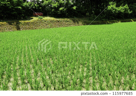 Rice fields watched over by the Six Jizo Statues 115977685