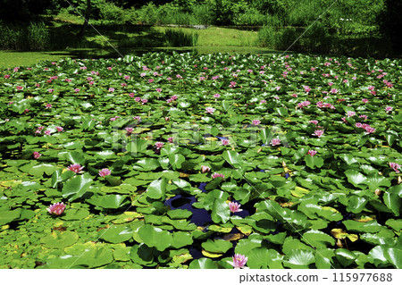 Monee's Pond 2 115977688