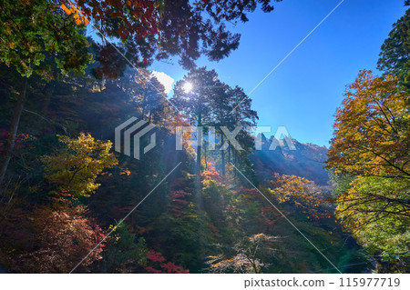 秋天的群馬縣高崎市榛名神社參道上的樹木秋葉景色 秋天的群馬縣高崎市榛名神社參道上的樹木秋葉景色 115977719