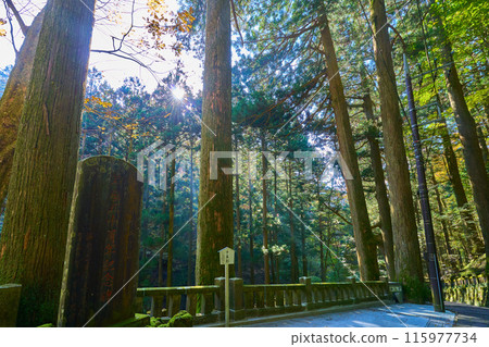 秋天的群馬縣高崎市榛名神社參道上的千本杉 秋天的群馬縣高崎市榛名神社參道上的千本杉 115977734