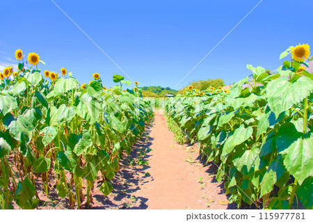 [Chita County] Tourist farm Hana Hiroba sunflower field 115977781