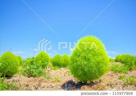 [知多地區] 花廣場觀光農場的地膚田 115977809