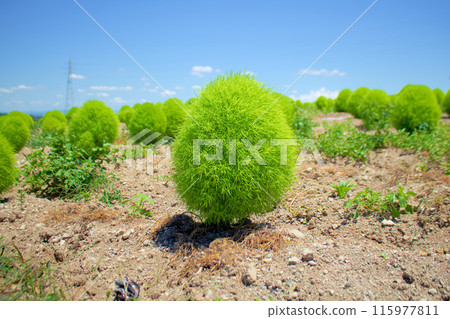 [知多地區] 花廣場觀光農場的地膚田 115977811