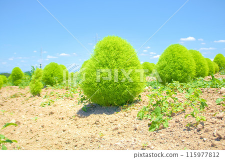 [知多地區] 花廣場觀光農場的地膚田 115977812