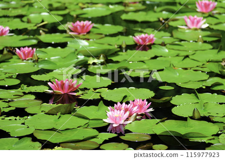 Pink water lilies in full bloom 115977923