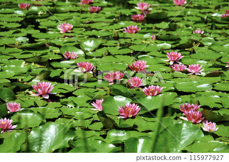 Pink water lilies in full bloom Pink water lilies in full bloom 115977927
